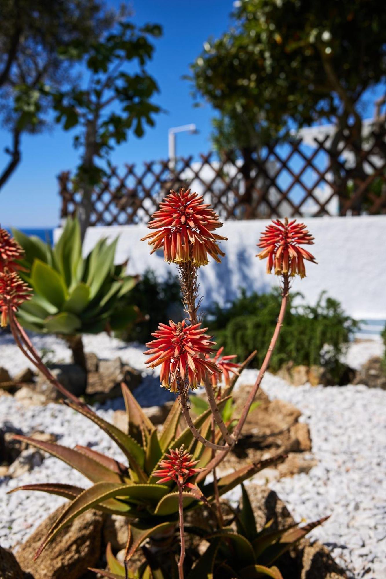 Sand Lily Villa Mykonos Mykonos Town Εξωτερικό φωτογραφία